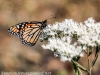 Railroad track hike  butterfly 3 (1 of 1)