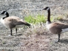 geese (1 of 1).jpg