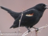 red winged blackbird (1 of 1).jpg