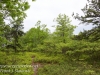 pitch pine barrens -15
