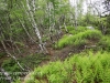 pitch pine barrens -21