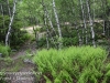 pitch pine barrens -22