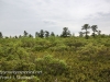 pitch pine barrens -40