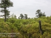 pitch pine barrens -43