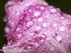 Rainy day macro iris (1 of 1).jpg