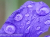 Rainy day macro  iris 2 (1 of 1).jpg