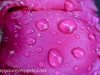 Rainy day macro rose (1 of 1).jpg