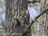 red-bellied woodpecker 2 (1 of 1).jpg