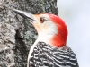 red-bellied woodpecker 3 (1 of 1).jpg