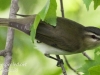 red eyed vireo --1