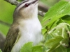 red eyed vireo --3
