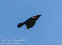 red winged blackbird-1