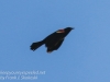 red winged blackbird-1