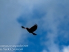 red winged blackbird-10