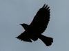 red winged blackbird-11