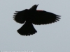 red winged blackbird-12