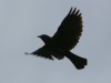 red winged blackbird-13