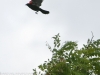 red winged blackbird-14