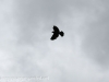 red winged blackbird-15