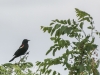 red winged blackbird-16