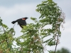 red winged blackbird-17