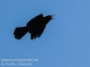 red winged blackbird-2