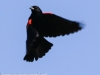 red winged blackbird-3