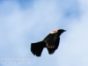 red winged blackbird-4
