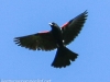 red winged blackbird-6