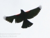red winged blackbird-8