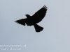 red winged blackbird-9