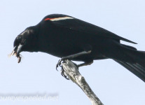 red winged black bird  PPL Wetlands  (1 of 1).jpg