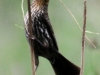 PPL Wetlands female red winged blackbird (1 of 1).jpg