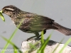 PPL Wetlands female red winged blackbird 4 (1 of 1).jpg