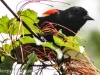 PPL Wetlands male red winged blackbird  (1 of 1).jpg