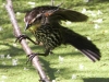 PPL Wetlands red winged blackbird 2-1