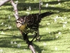 PPL Wetlands red winged blackbird 2-2