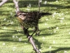 PPL Wetlands red winged blackbird 2-3