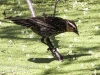PPL Wetlands red winged blackbird 2-4