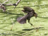 PPL Wetlands red winged blackbird -2