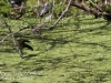 PPL Wetlands red winged blackbird -3