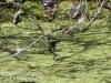 PPL Wetlands red winged blackbird -4