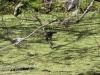 PPL Wetlands red winged blackbird -5
