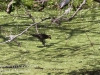 PPL Wetlands red winged blackbird -6