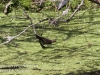 PPL Wetlands red winged blackbird -7