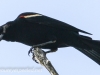 red winged blackbird  2  PPL Wetlands  (1 of 1).jpg