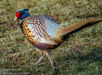 Ring-neck pheasant December 30 2022 