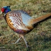 Ring-neck-pheasant-1-of-16