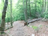 roaring creek hike -4