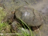 snapping turtle and PPL Wetlands  (25 of 26).jpg